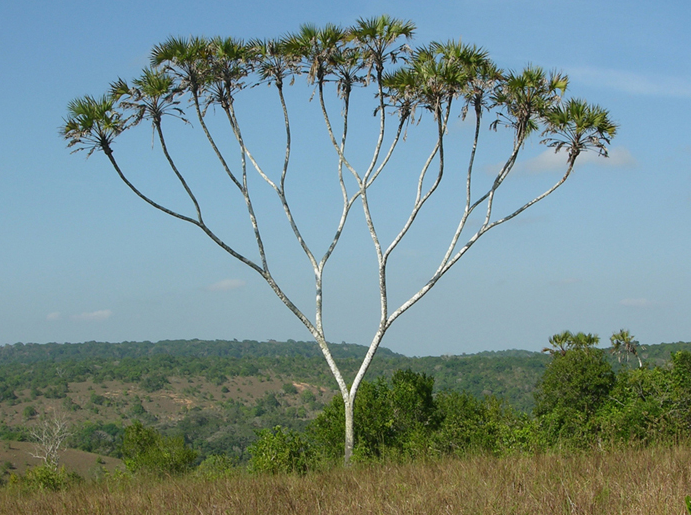 Binary tree in nature